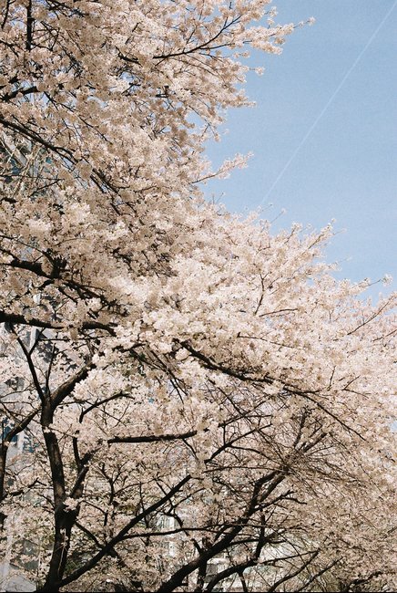 벚꽃,필름카메라,감성,봄,필카,하늘,봄꽃