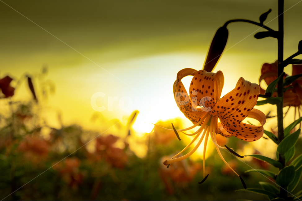 참나리꽃,나리꽃,꽃,풍경,자연,Flower,식물,자연,plants,nature,꽃,flower