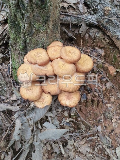 뽕나무버섯부치,뽕나무,개암나무버섯,버섯,식용버섯,약용버섯,야생버섯