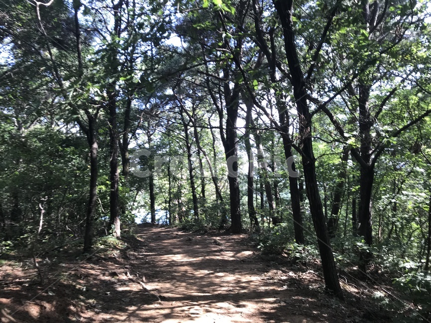 산,나무,등산,산행,초록,자연,풍경,nature,landscape