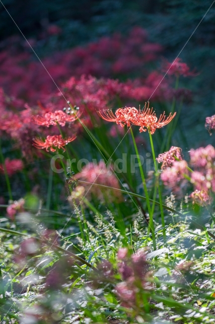 	꽃,꽃무릇,상사화,자연,식물,가을,식물,자연,plants,nature,꽃,flower,휴식,힐링,rest,relaxation,healing