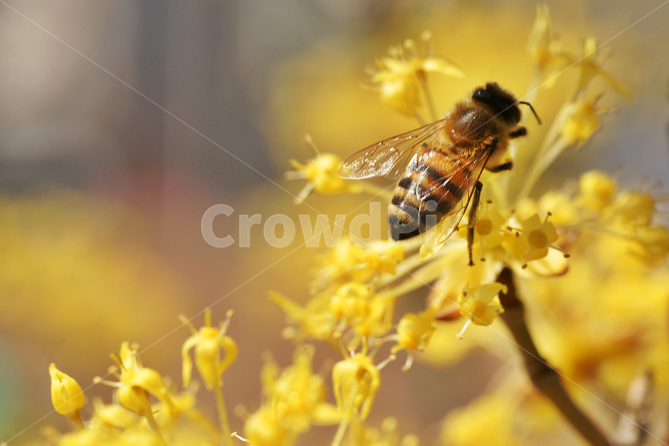 산수유,봄,노란색,소교목,계절,암수한꽃,약용,벌,꿀벌,채집,봄,계절,spring,season,식물,자연,plants,nature,꽃,flower,동물,animal,곤충,벌레,insect,bug,invertebrate,무척추 동물,bee,honey bee