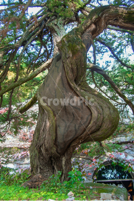 plant,식물,tree,나무,treetrunk,나무줄기,거목,나무껍질