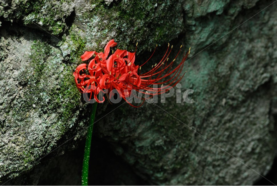 plant,식물,꽃,flower,꽃무릇,식물,자연,plants,nature,꽃,flower
