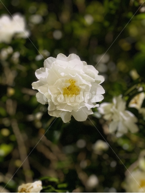 식물,꽃,flower,rose,장미,plant,식물,자연,plants,nature,꽃,flower
