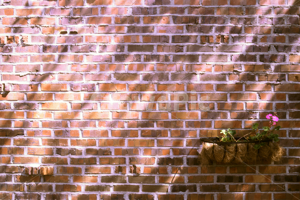 필름,필름사진,필름느낌,필름감성,벽돌,벽,brick,wall,햇살,그림자