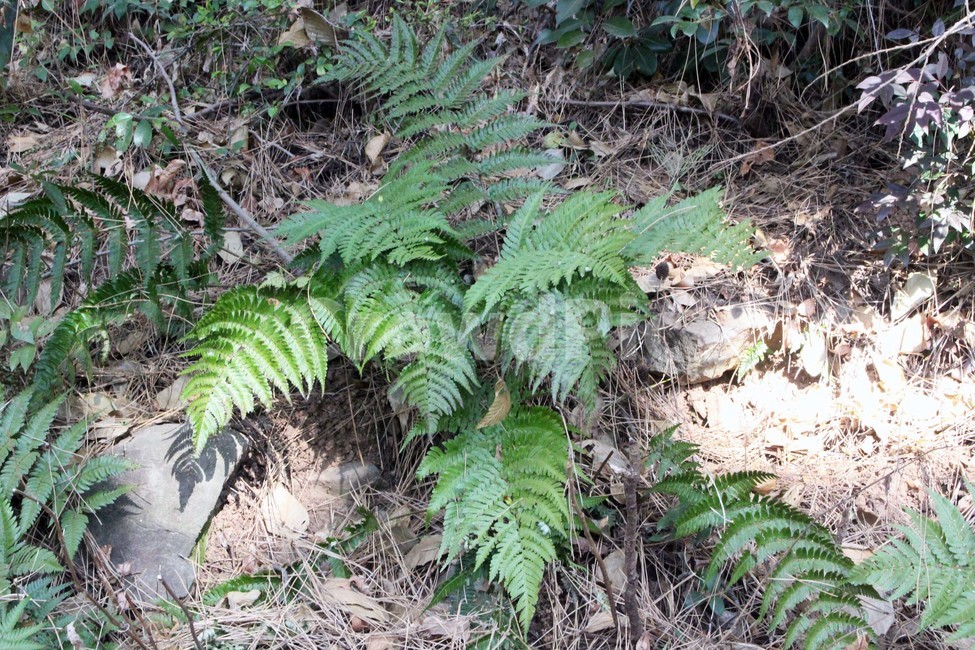 풀,산,식물,자연,잎,초록색,새싹,흙,나들이,산책,봄,식물,자연,plants,nature