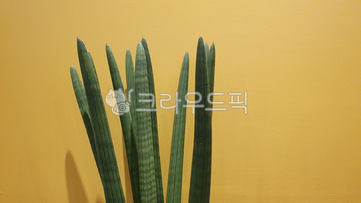 스투키,공기정화식물,인테리어,식물,노란색,산세베리아,stuckyi