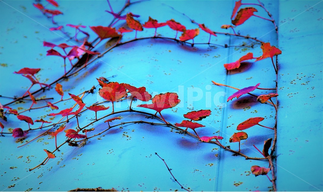 담쟁이,감성,가을,단풍,lvy,가을,계절,fall,autumn,season,식물,자연,plants,nature,leaf,잎,plant