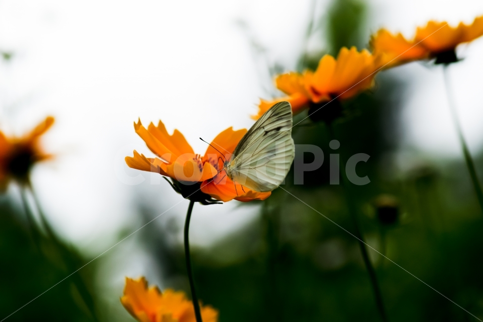 식물,곤충,나비,꽃,비,식물,자연,plants,nature,동물,animal,곤충,벌레,insect,bug,꽃,flower