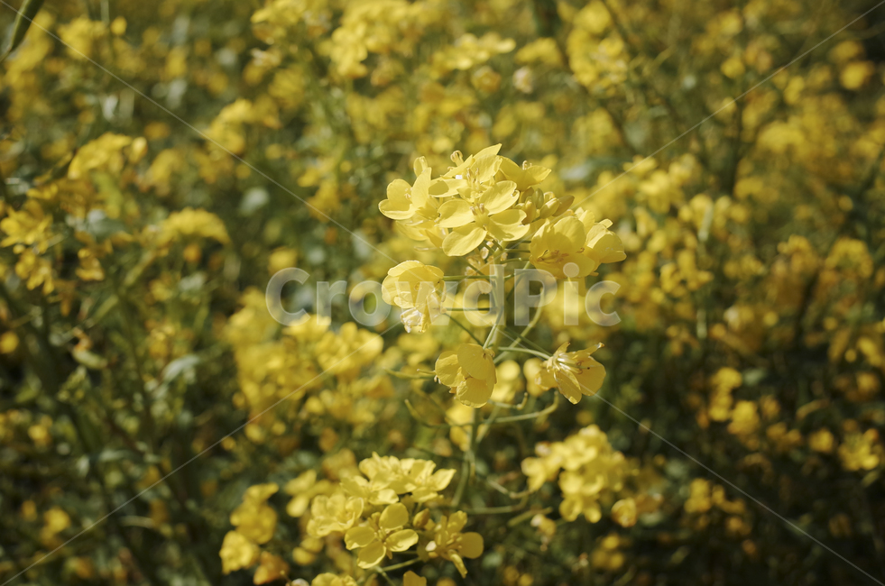 유채꽃,유채,봄꽃,봄,노란꽃,yellow,green,flower,꽃,plant,식물,초록