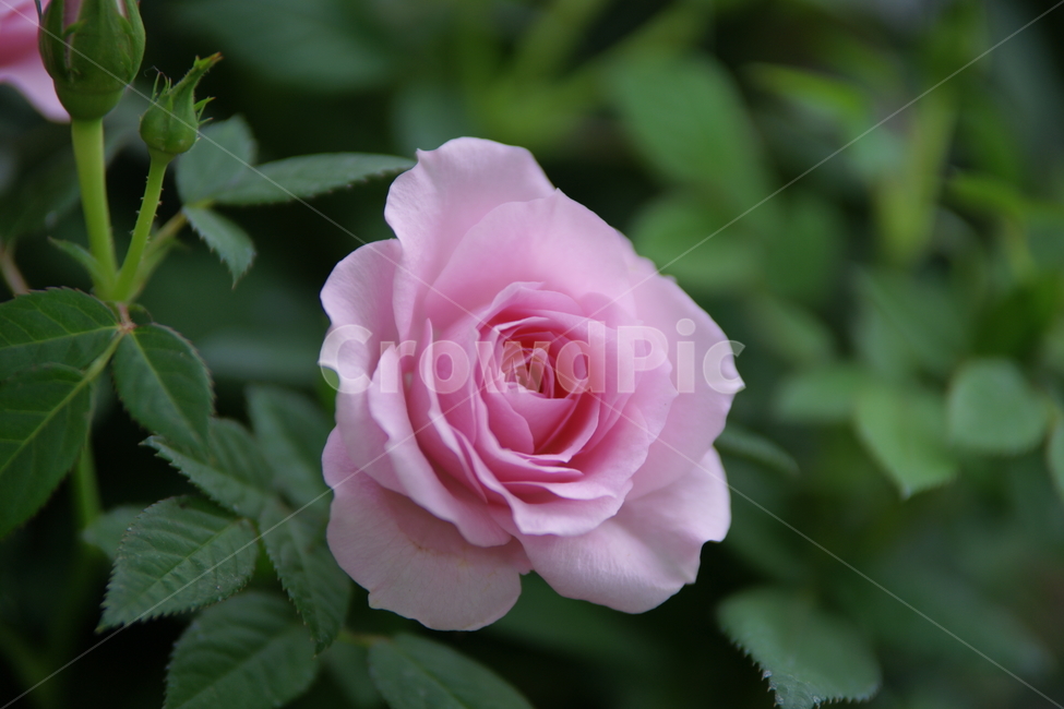 꽃,장미,분홍장미,분홍색,flower,rose,pinkrose,plant,식물,잎,녹색,식물,자연,plants,nature,꽃,flower