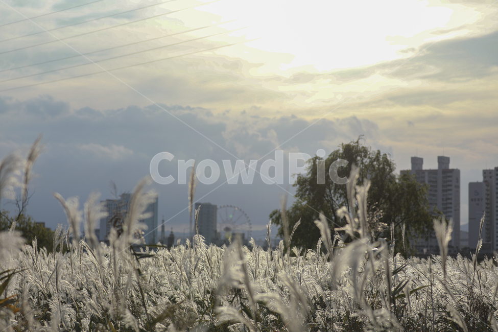 갈대,가을,억새,억새밭,갈대밭,억새군락지,silvergrassfield,fall,식물,reed,silvergrass,fieldofreeds,가을,계절,fall,autumn,season,식물,자연,plants,nature