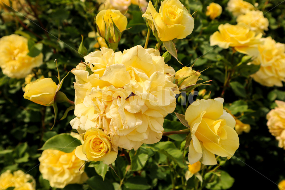 장미,로즈,노란색,노란장미,꽃,자연,실외,flower,rose,꽃잎
