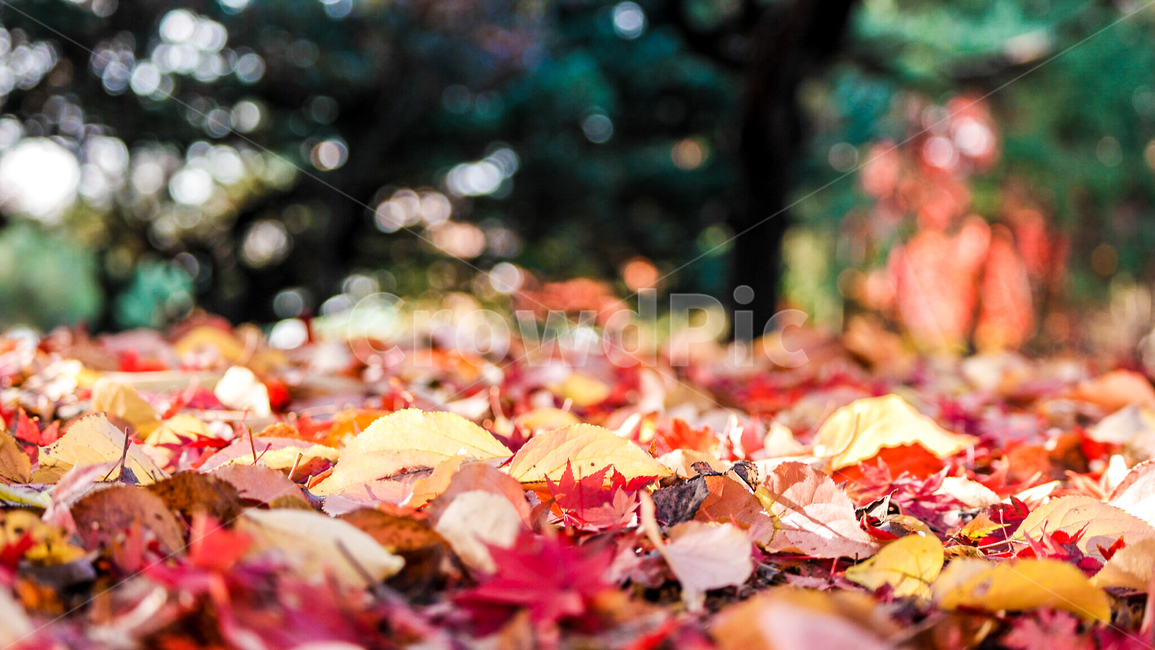 가을,단풍,낙엽,한강,뚝섬유원지,이슬,plant,식물,tree,나무,treetrunk,나무줄기,가을,계절,fall,autumn,season,leaf,잎