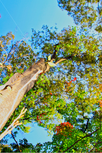 여름,나무,풍경,무더위,나뭇잎,식물,자연,plants,nature,나무,trees,wood