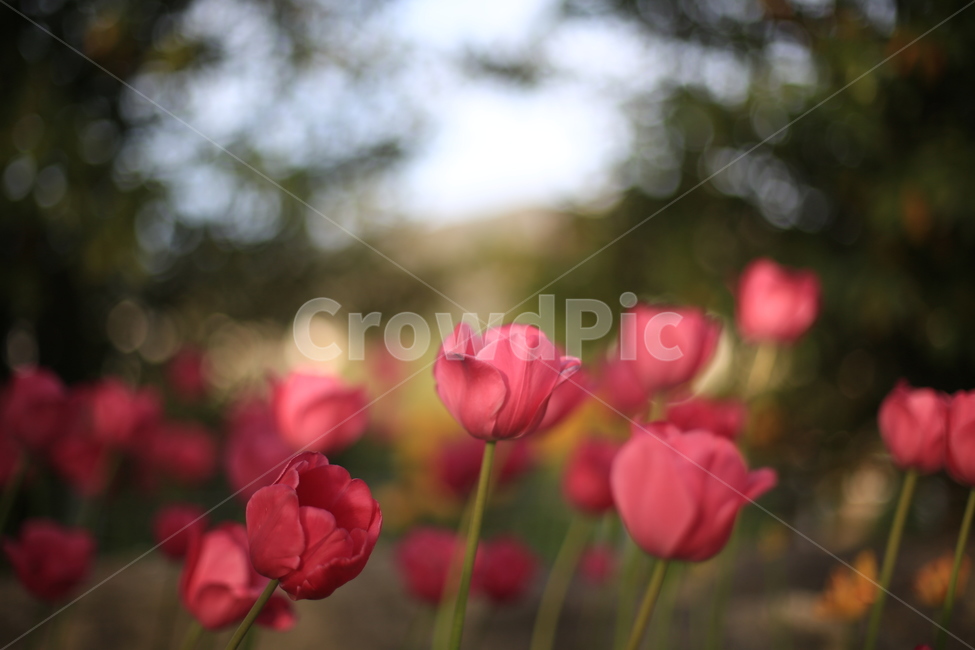 봄,꽃,튤립,연지공원,햇살,꽃말,봄,계절,spring,season,식물,자연,plants,nature,꽃,flower,감성,sensible,feeling,색깔,색상,색채,색감,color sense,color sensitivity,feeling of color,plant