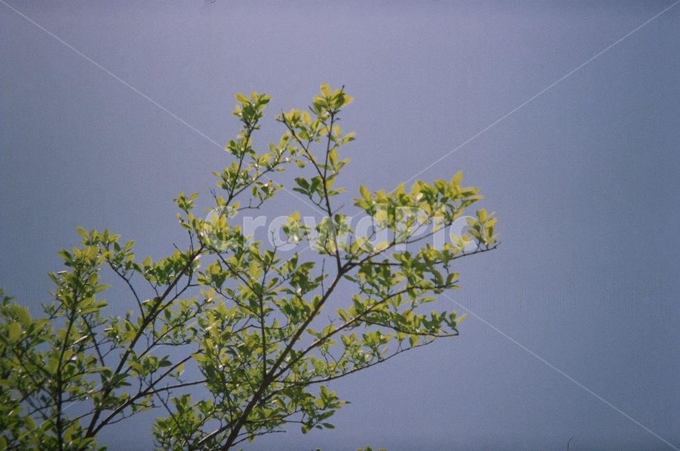 나무,나뭇잎,나뭇가지,하늘,봄,푸른잎,이파리,필름사진,녹음,식물,자연,plants,nature,나무,trees,wood
