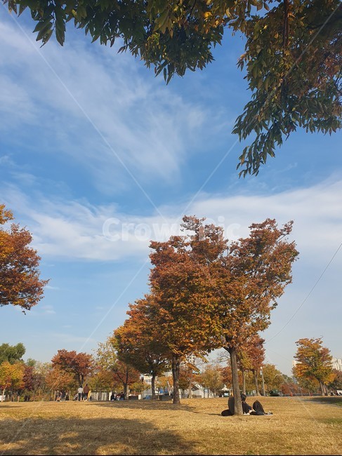 가을,tree,나무,하늘,구름,단풍나무,단풍,자연풍경,autumn,nature,낙엽,plant,식물,treetrunk,나무줄기,들판,공원,가을풍경,가을,계절,fall,autumn,season