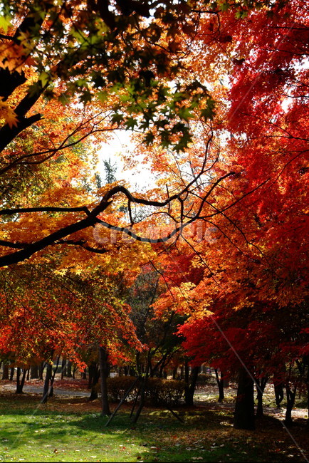 가을,단풍,공원,나무,숲,가을단풍,가을,계절,fall,autumn,season,자연,풍경,nature,landscape,tree,plant,식물,maple,leaf,잎