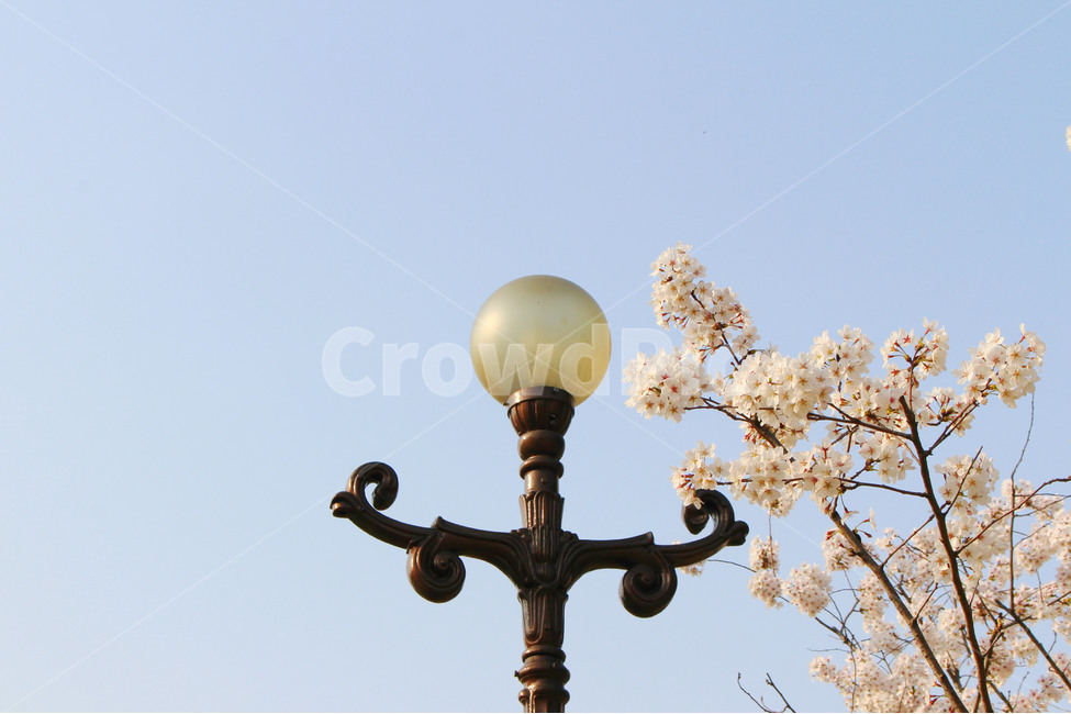 봄,감성사진,일상,풍경,꽃,벚꽃,풍경사진,하늘,cherryblossom,daily,sky,flower,spring,가로등,봄,계절,spring,season,식물,자연,plants,nature,꽃,flower