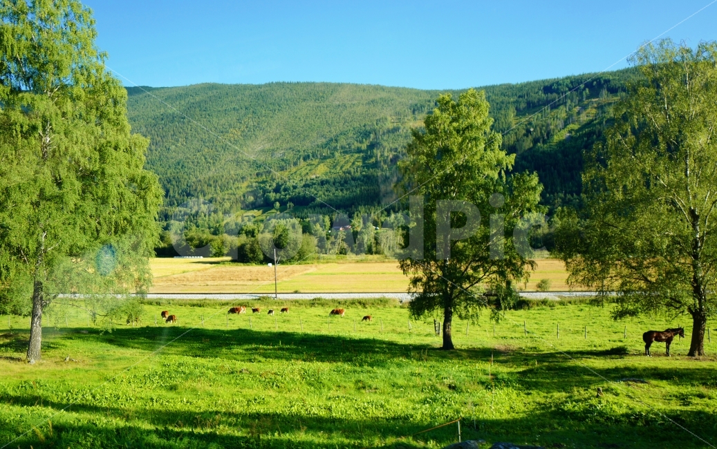 초원,소,말,나무,해외풍경,잔디,자연,풍경,nature,landscape,시골,마을,country,rural,town,해외,외국,세계,foreign,oversea,world,세계자연풍경,해외자연풍경,외국자연풍경,world nature landscape,동물,animal,포유류,mammal,산업,industry,industrial,목축업,목장,livestock farming,ranching,pasture,field,들,outdoors,옥외