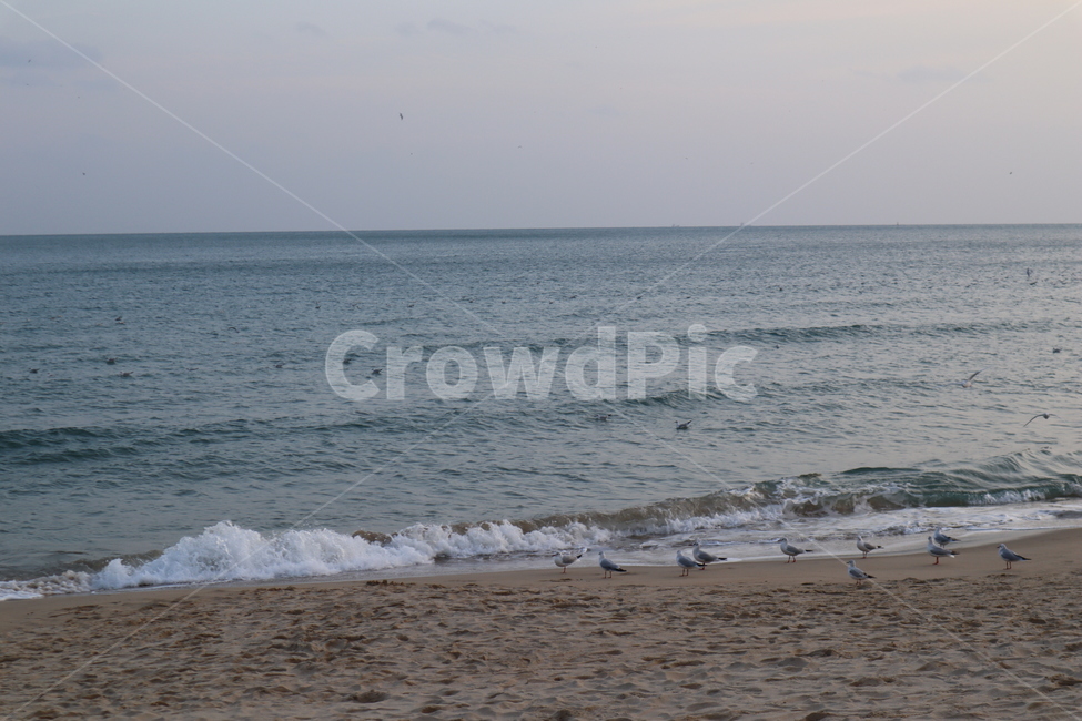 bird,새,animal,동물,nature,자연,sea,바다,water,물,ocean,대양,outdoors,옥외,shoreline,해안선,seagull,갈매기,해변,beach,부산,해운대,파도,waves
