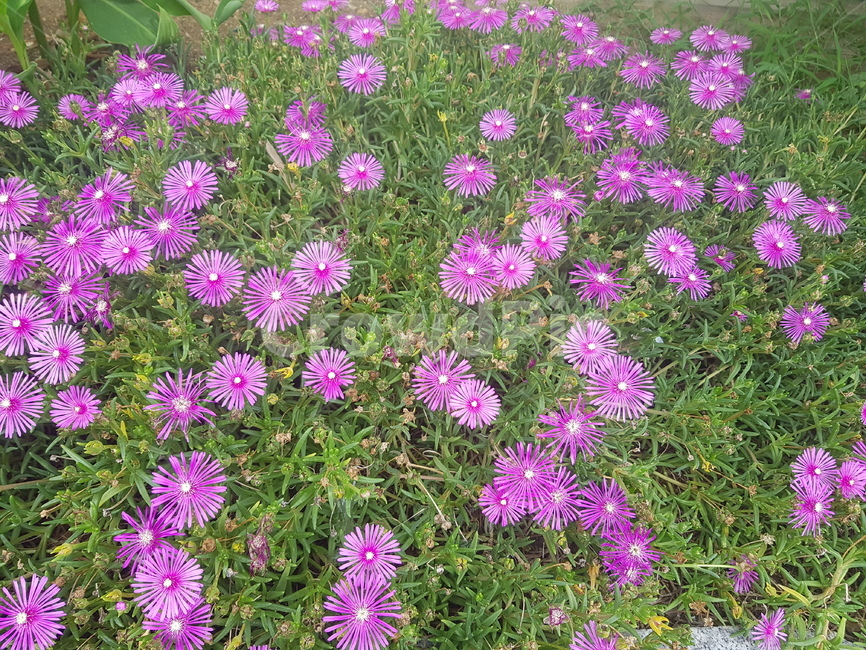 꽃,화초,자연,식물,풀,야생
