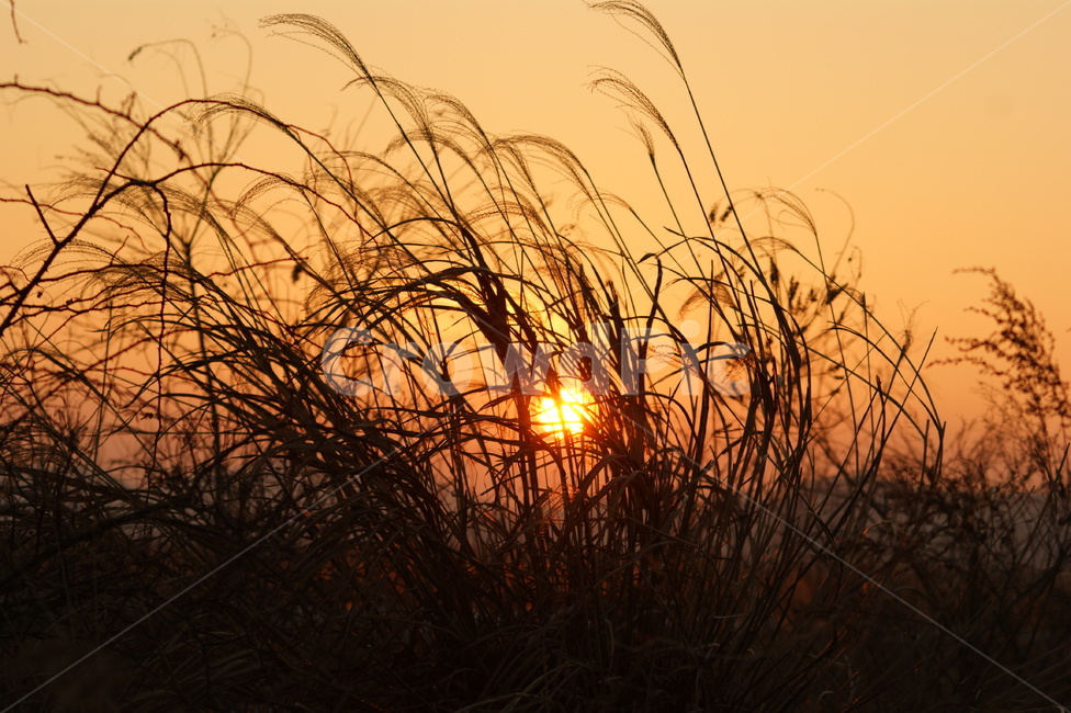 노을,석양,갈대,가을,갈대밭