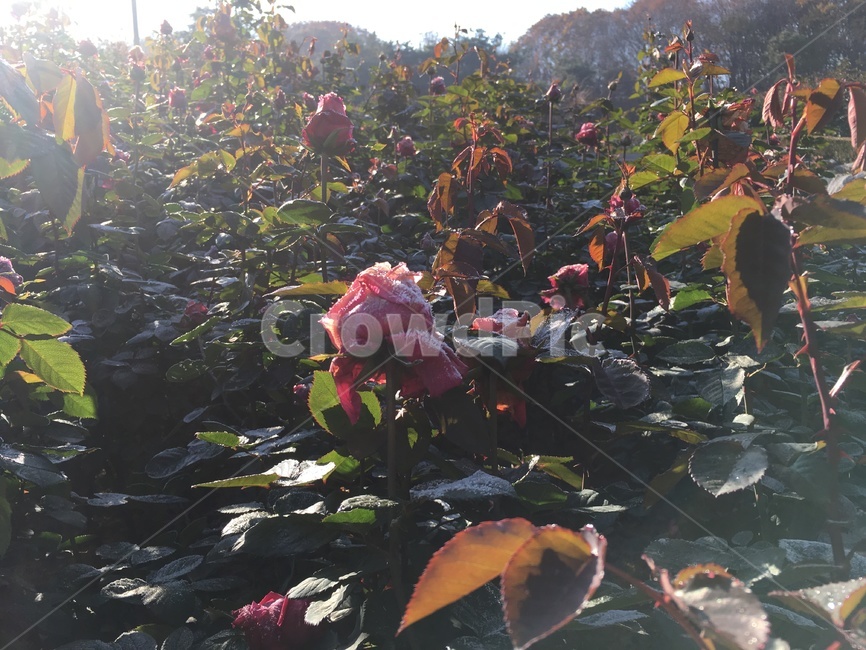 꽃,얼음,산책,눈,화단