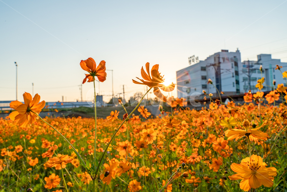 가을,꽃,코스모스,감성,감성사진,황화코스모스,노랑,식물,식물,자연,plants,nature,꽃,flower