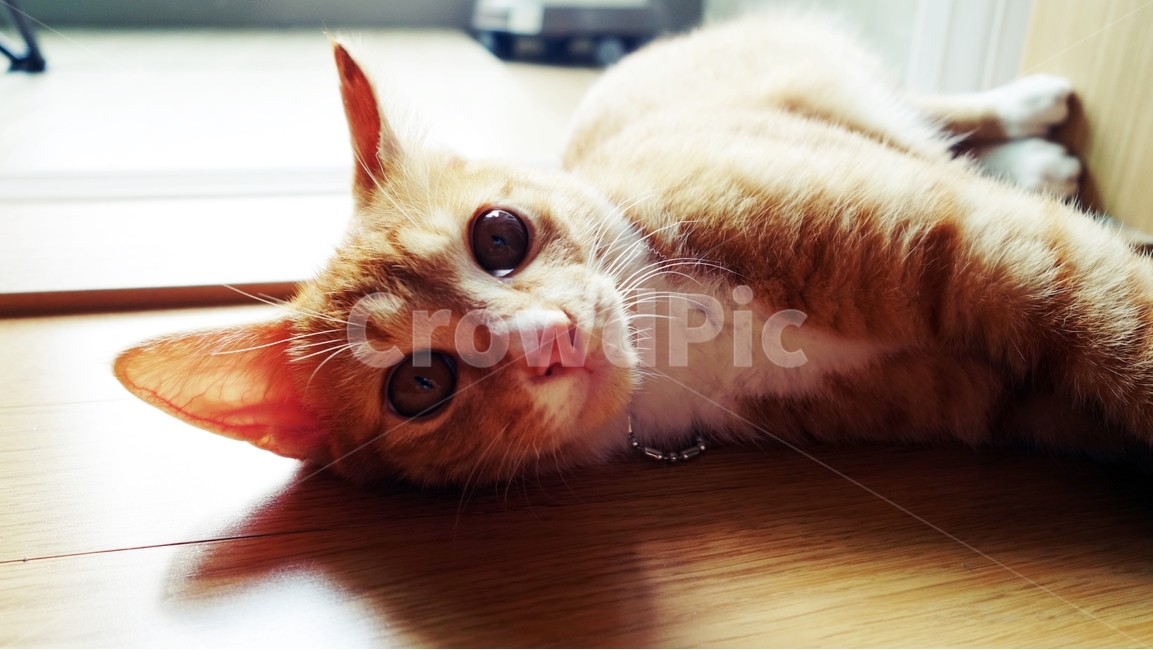 고양이,cat,동물,pet,고양이수염,동물,animal,포유류,mammal,고양이,cat,kitten,kitty