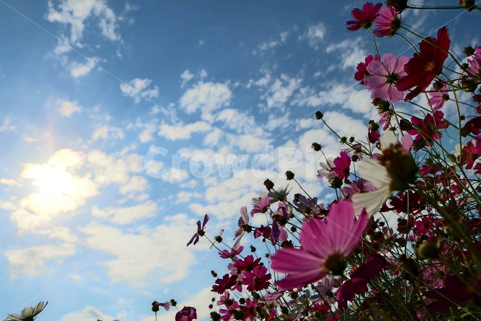 코스모스,가을,하늘,배경화면,구름,식물,자연,plants,nature,꽃,flower
