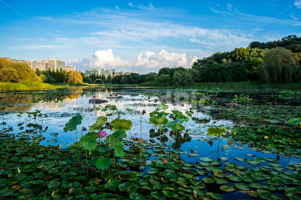 nature,자연,outdoors,land,plant,식물,water,물,호수,pond,호수공원,연꽃,flower,일산