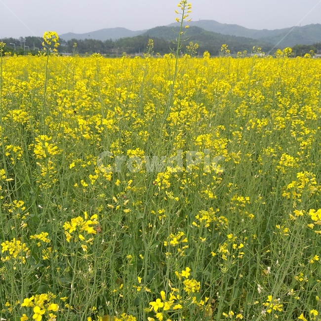 꽃,노란꽃,유채꽃,유채꽃밭,자연,풍경,식물