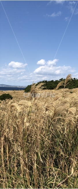 제주도,갈대숲,갈대밭,갈대,억새