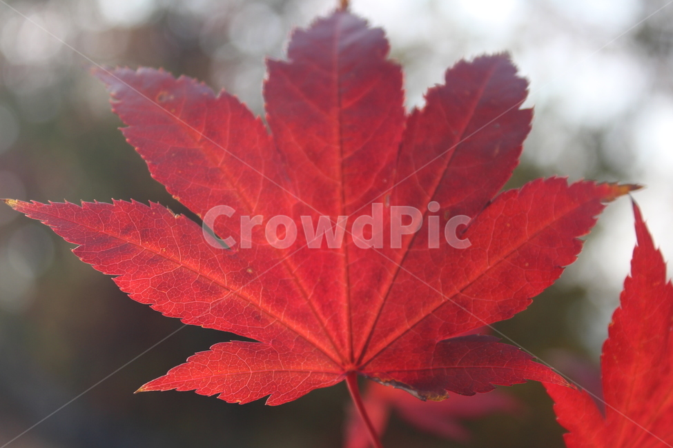 plant,식물,leaf,잎,단풍,가을,계절,fall,autumn,season