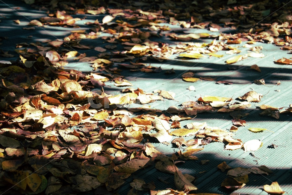 leaf,바닥,가을,단풍,낙엽,ground,식물,plant,잎