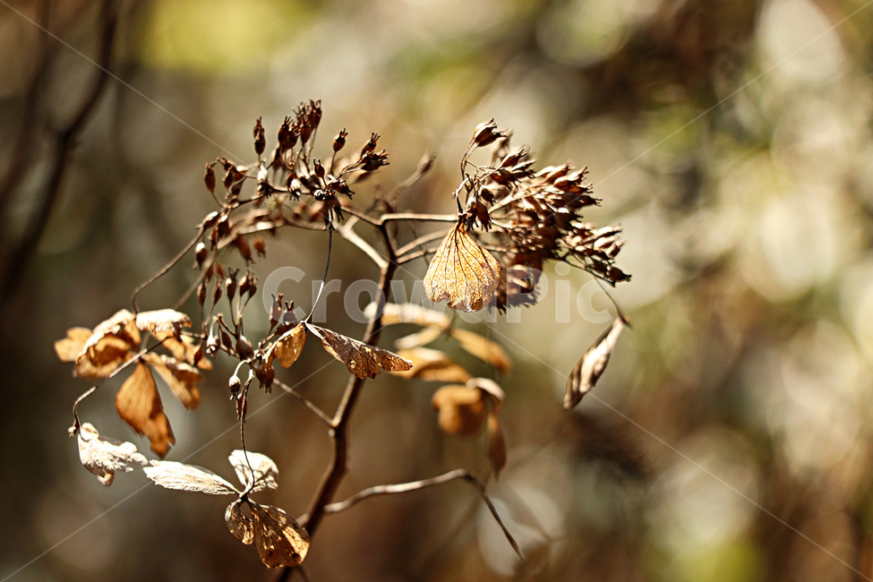 산수국,수국,드라이플라워,plant,식물,꽃,flower