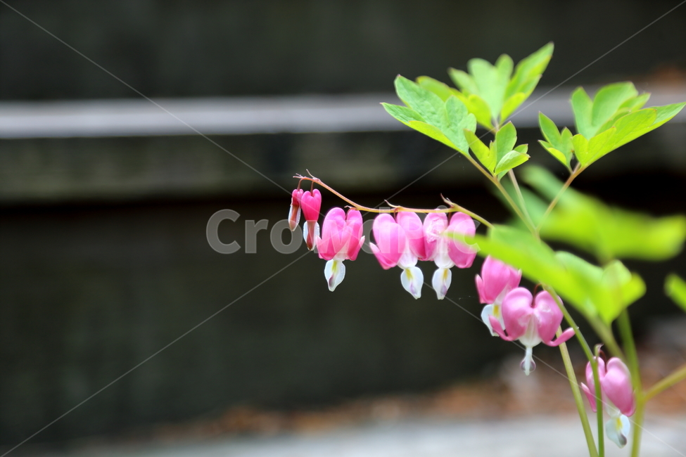 금낭화,꽃,flower,야생화,양귀비목,식물,아름다움,식물,자연,plants,nature,꽃,flower