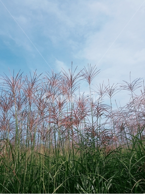 grass,plant,lawn,갈대,reed,green,pink
