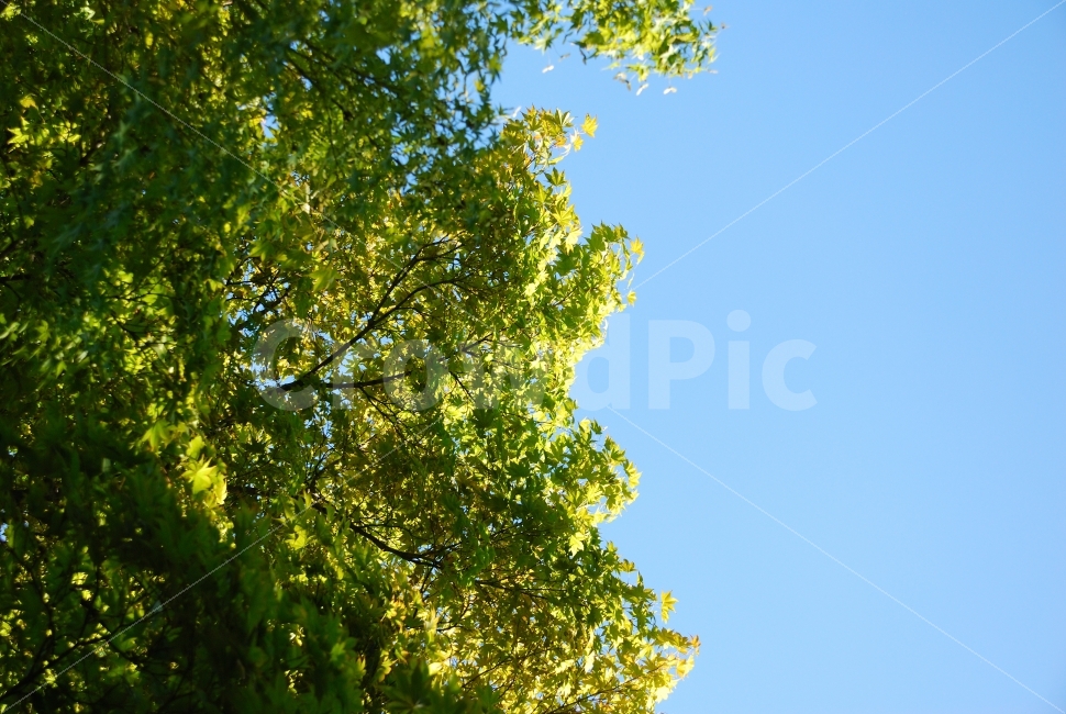 beauty,branch,spring,beautiful,Development,sight,season,sky,new,tree leaves,develop,Culture and Arts,sunbeam,light,background,plant,autumn,splendor,in the woods,forest,In May,tree branch,bush,sun,life,summer,background image,Maple tree,park,Maple,witchcra