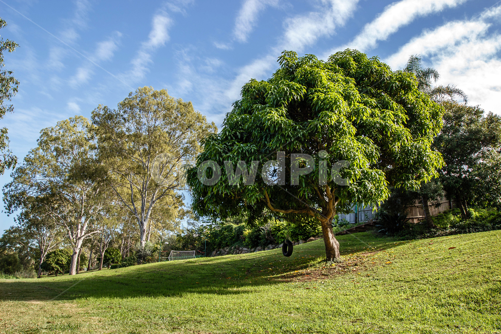 그네,나무,하늘,들판,타이어,동심,놀이터,잔디,swing,tree,tire,sky,field,playground,childhood