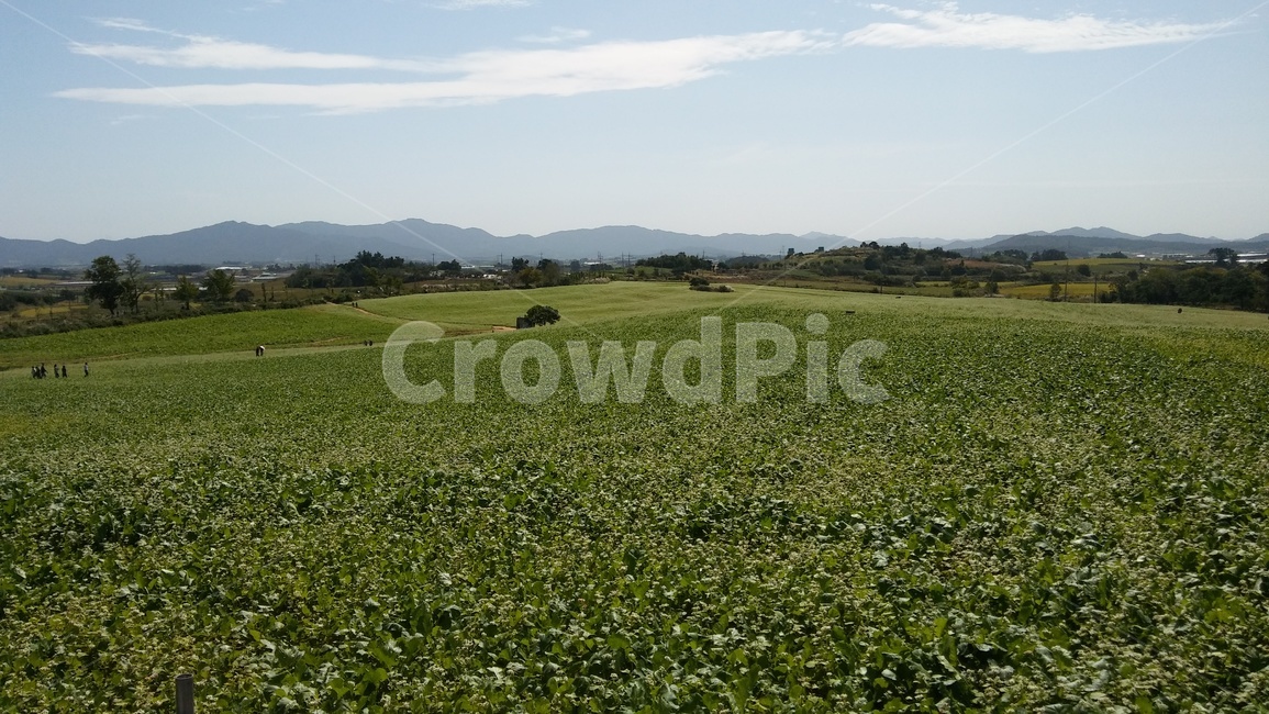 메밀,메밀밭,도깨비,도깨비촬영지,들판,풍경,자연,풍경,nature,landscape,outdoors,옥외,field,들,grassland,목초지