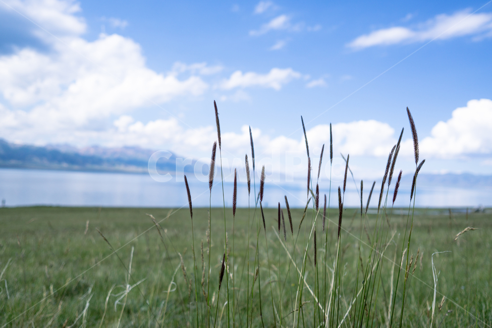 하늘,바다,호수,초원,파란하늘,자연,풍경,nature,landscape,grass,잔디,plant,식물,lawn
