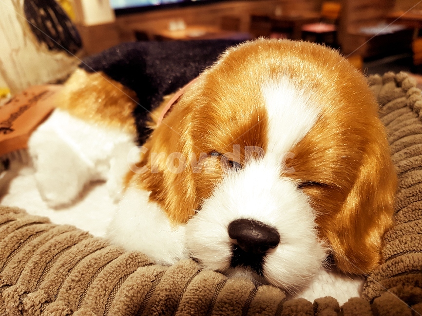인형,강아지,dog,갈색,윤기,잠,sleep,개,동물,animal,포유류,mammal,개,강아지,dog,doggy