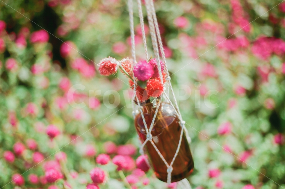소품,감성,천일홍,화병,자연,초록,꽃,가을,식물,자연,plants,nature,꽃,flower,감성,sensible,feeling