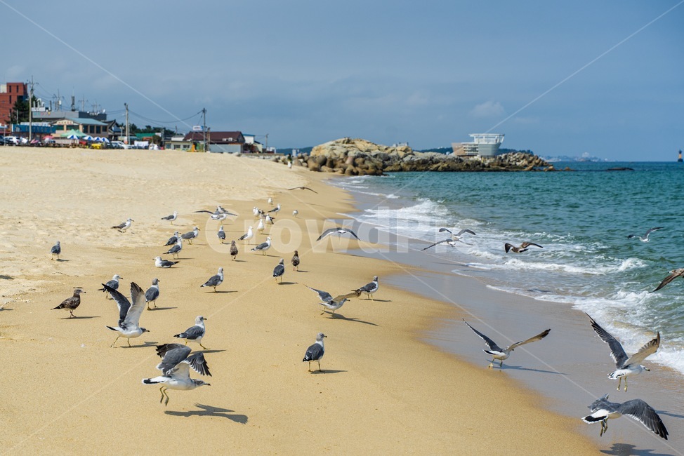 바다,바닷가,해수욕장,모래사장,갈매기,파도,해변,바다,beach,sea,동물,animal,조류,새,birds