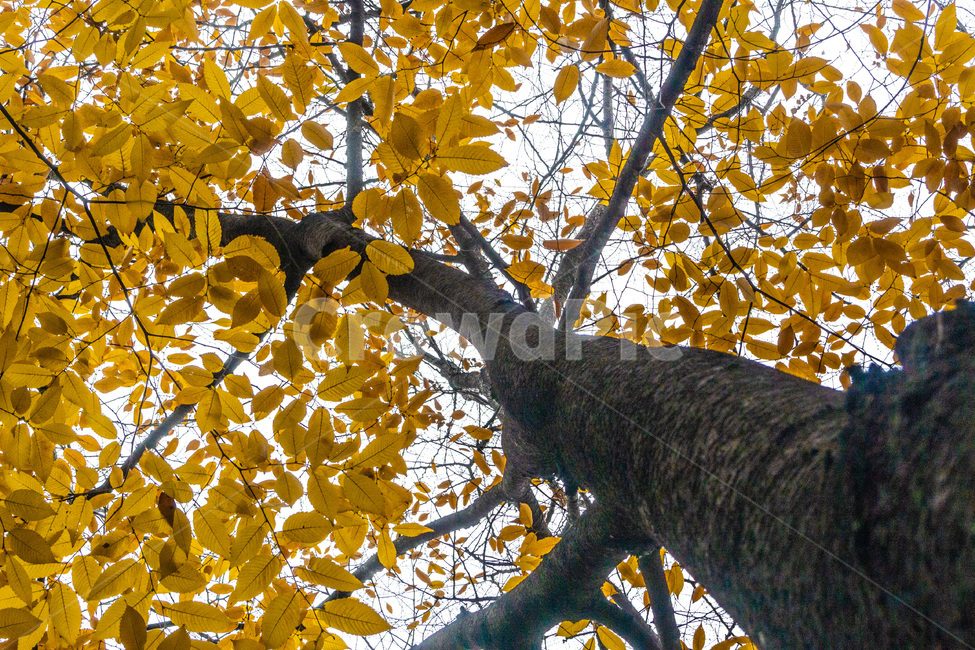 단풍,단풍나무,낙엽,foliage,가을단풍,autumnleaves,가을,계절,fall,autumn,season,식물,자연,plants,nature,나무,trees,wood,tree,plant,tree trunk,나무 줄기,leaf,잎