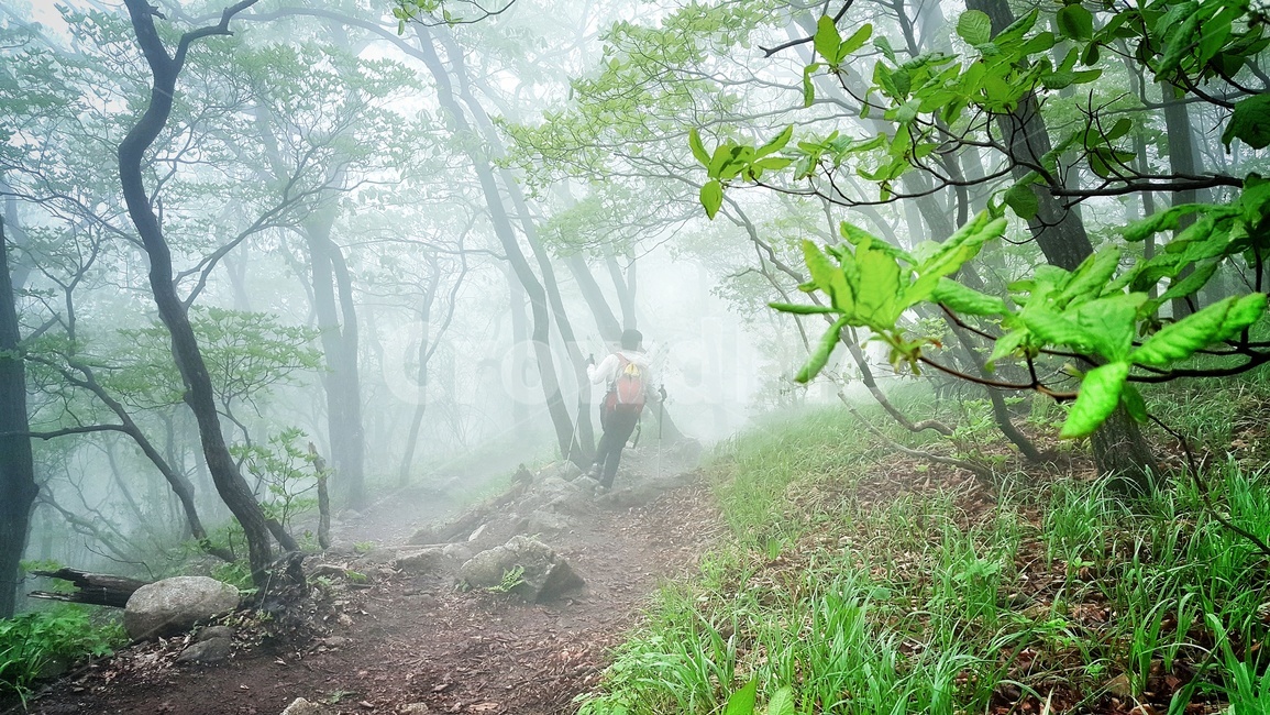 산행,운무,안개,등산,나무,봄,길,건강,힐링,자연,트레킹,등산객,sports,health,care,새벽,구름,nature,landscape,운해,사람,감성,외로움,초록,풍경